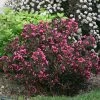 Brighter Blooms Shrubs & Hedges Wine & Roses® Weigela Shrub