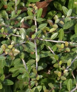 Brighter Blooms Dwarf Yaupon Holly Shrub