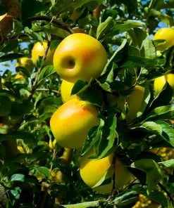Brighter Blooms Golden Delicious Apple Tree