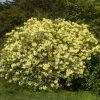 Brighter Blooms Yellow Rhododendron Shrub