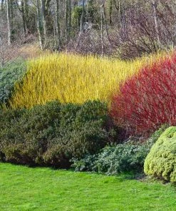 Brighter Blooms Yellow Twig Dogwood Shrub