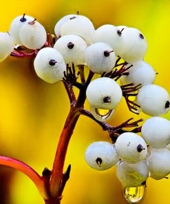 Brighter Blooms Yellow Twig Dogwood Shrub
