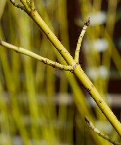 Brighter Blooms Yellow Twig Dogwood Shrub