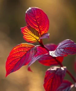Brighter Blooms Yellow Twig Dogwood Shrub