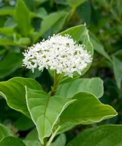 Brighter Blooms Yellow Twig Dogwood Shrub