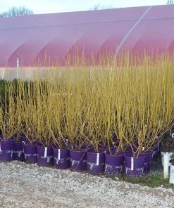 Brighter Blooms Yellow Twig Dogwood Shrub