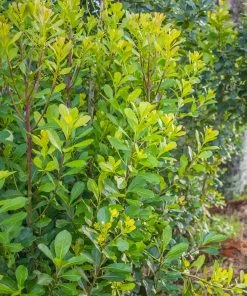 Brighter Blooms Fruit Trees Yerba Mate Plant