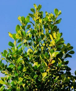 Brighter Blooms Fruit Trees Yerba Mate Plant