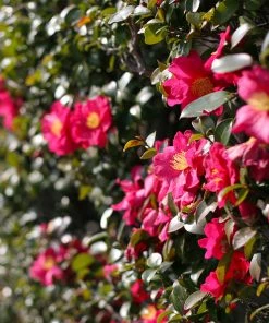 Brighter Blooms Yuletide Camellia Shrub