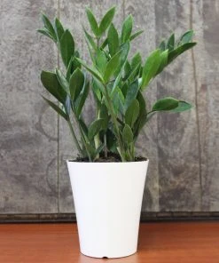 Brighter Blooms ZZ Plant