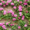 Brighter Blooms Zephirine Drouhin Climbing Rose
