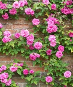 Brighter Blooms Zephirine Drouhin Climbing Rose