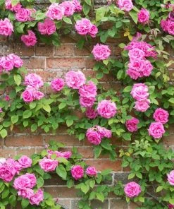 BrighterBlooms Sales 35 Brighter Blooms Zephirine Drouhin Climbing Rose