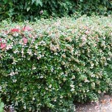 Brighter Blooms Edward Goucher Abelia Shrub