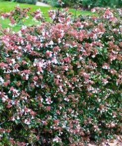 Brighter Blooms Edward Goucher Abelia Shrub