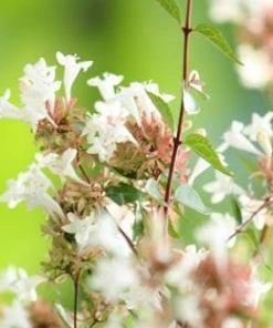 Brighter Blooms Little Richard Abelia Shrub Shrubs & Hedges