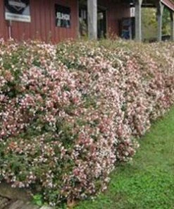 Brighter Blooms Shrubs & Hedges Rose Creek Abelia Shrub