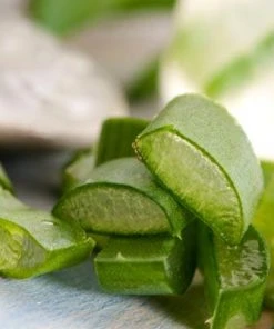 Brighter Blooms Aloe Vera Plant House & Patio