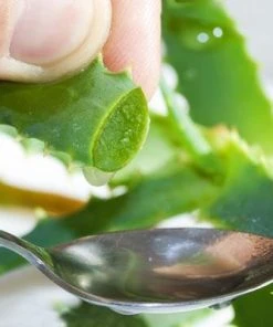 Brighter Blooms Aloe Vera Plant House & Patio