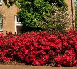 Brighter Blooms Coral Bells Azalea