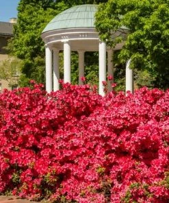 Brighter Blooms Coral Bells Azalea