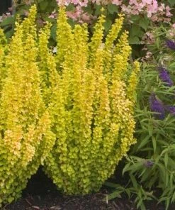 Brighter Blooms Sunjoy Golden Pillar Barberry Shrub Shrubs & Hedges