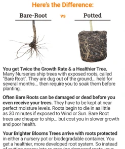 Brighter Blooms White Tropical Hibiscus Tree Flowering Trees