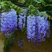 Brighter Blooms Blue Moon Wisteria Vine