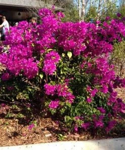 Brighter Blooms Purple Queen Bougainvillea Shrub 11 Brighter Blooms Purple Queen Bougainvillea Shrub