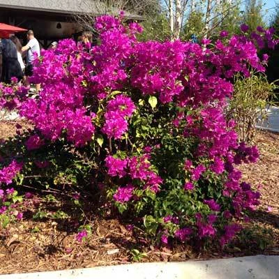 Brighter Blooms Purple Queen Bougainvillea Shrub 6 Brighter Blooms Purple Queen Bougainvillea Shrub