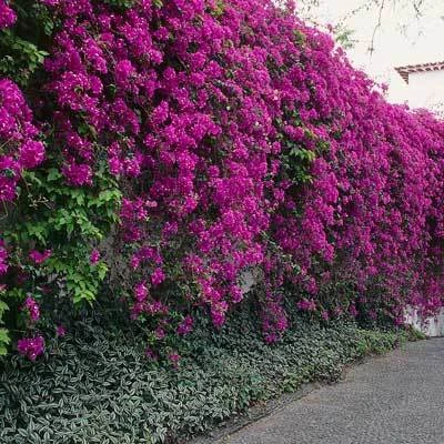 Brighter Blooms Purple Queen Bougainvillea Shrub 2 Brighter Blooms Purple Queen Bougainvillea Shrub