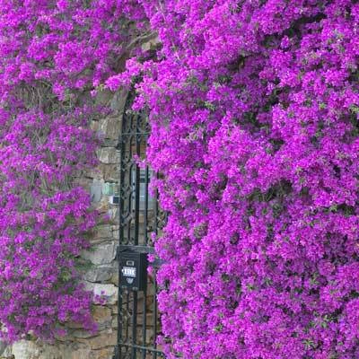 Brighter Blooms Purple Queen Bougainvillea Shrub 3 Brighter Blooms Purple Queen Bougainvillea Shrub