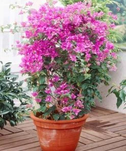 Brighter Blooms Purple Queen Bougainvillea Shrub 9 Brighter Blooms Purple Queen Bougainvillea Shrub