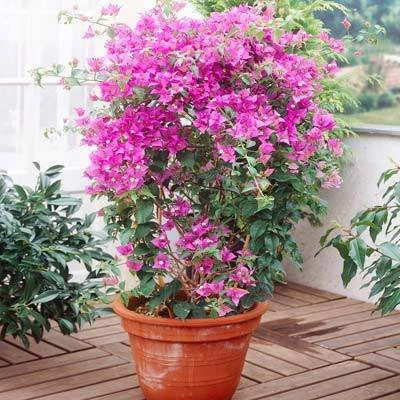 Brighter Blooms Purple Queen Bougainvillea Shrub 4 Brighter Blooms Purple Queen Bougainvillea Shrub