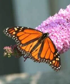 Brighter Blooms Shrubs & Hedges Pink Delight Butterfly Bush