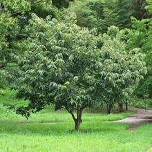 Brighter Blooms Chinese Chestnut Tree