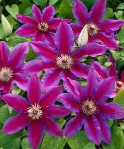 Brighter Blooms Fireworks Clematis Vine