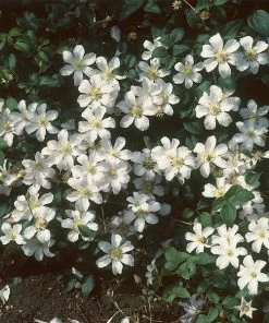 Brighter Blooms Henryi Clematis Vine