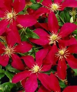 Brighter Blooms Niobe Clematis Vine