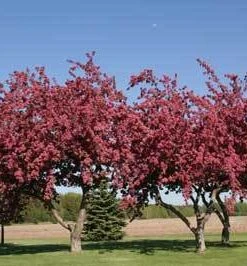 Brighter Blooms Flowering Trees Profusion Crabapple Tree 7 Brighter Blooms Flowering Trees Profusion Crabapple Tree