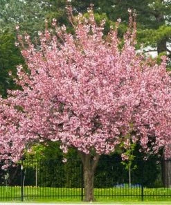 Brighter Blooms Flowering Trees Robinson Crabapple Tree 6 Brighter Blooms Flowering Trees Robinson Crabapple Tree