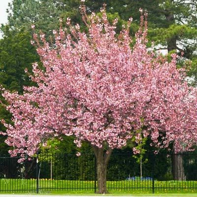 Brighter Blooms Flowering Trees Robinson Crabapple Tree 3 Brighter Blooms Flowering Trees Robinson Crabapple Tree