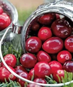 Brighter Blooms Cranberry Bushes Stevens Cranberry Bush