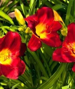 Brighter Blooms Perennials Pardon Me Daylily