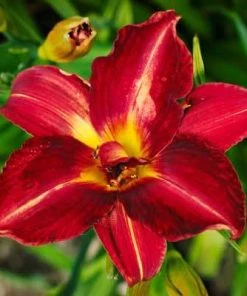 Brighter Blooms Perennials Pardon Me Daylily