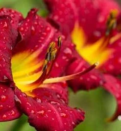 Brighter Blooms Perennials Pardon Me Daylily