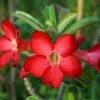 Brighter Blooms Desert Rose Adenium Shrub