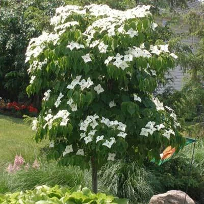 Brighter Blooms Little Poncho Kousa Dogwood Tree Dogwood Trees 2 Brighter Blooms Little Poncho Kousa Dogwood Tree Dogwood Trees