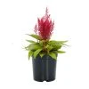No Warranty New Annuals Dragon's Breath® Celosia