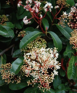 Brighter Blooms SHOP ALL Fraser Photinia Tree 5 Brighter Blooms SHOP ALL Fraser Photinia Tree